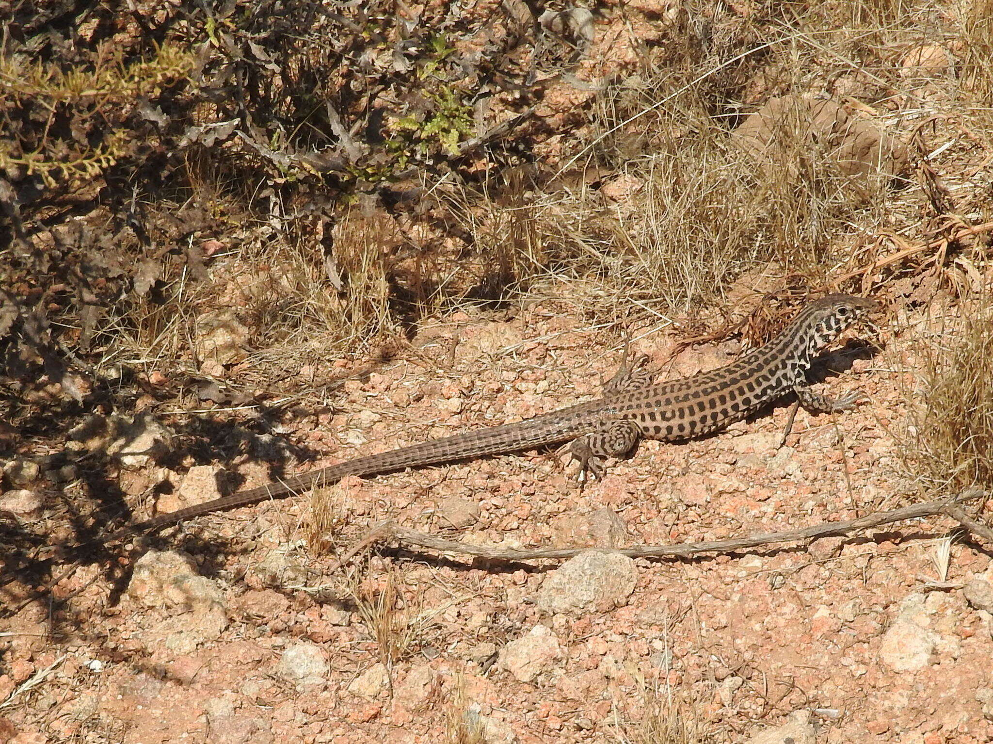 Aspidoscelis tigris stejnegeri (Van Denburgh 1894)的图像
