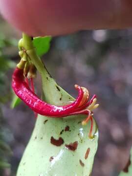 Image de Benthamina alyxifolia (Benth.) Tieghem