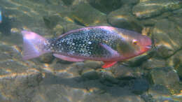 Image of Bicolor Parrotfish