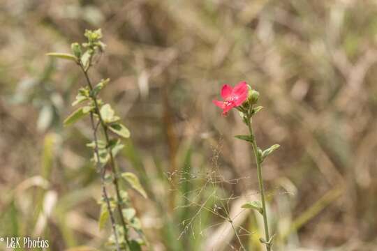 Imagem de Hibiscus aponeurus Sprague & Hutchinson