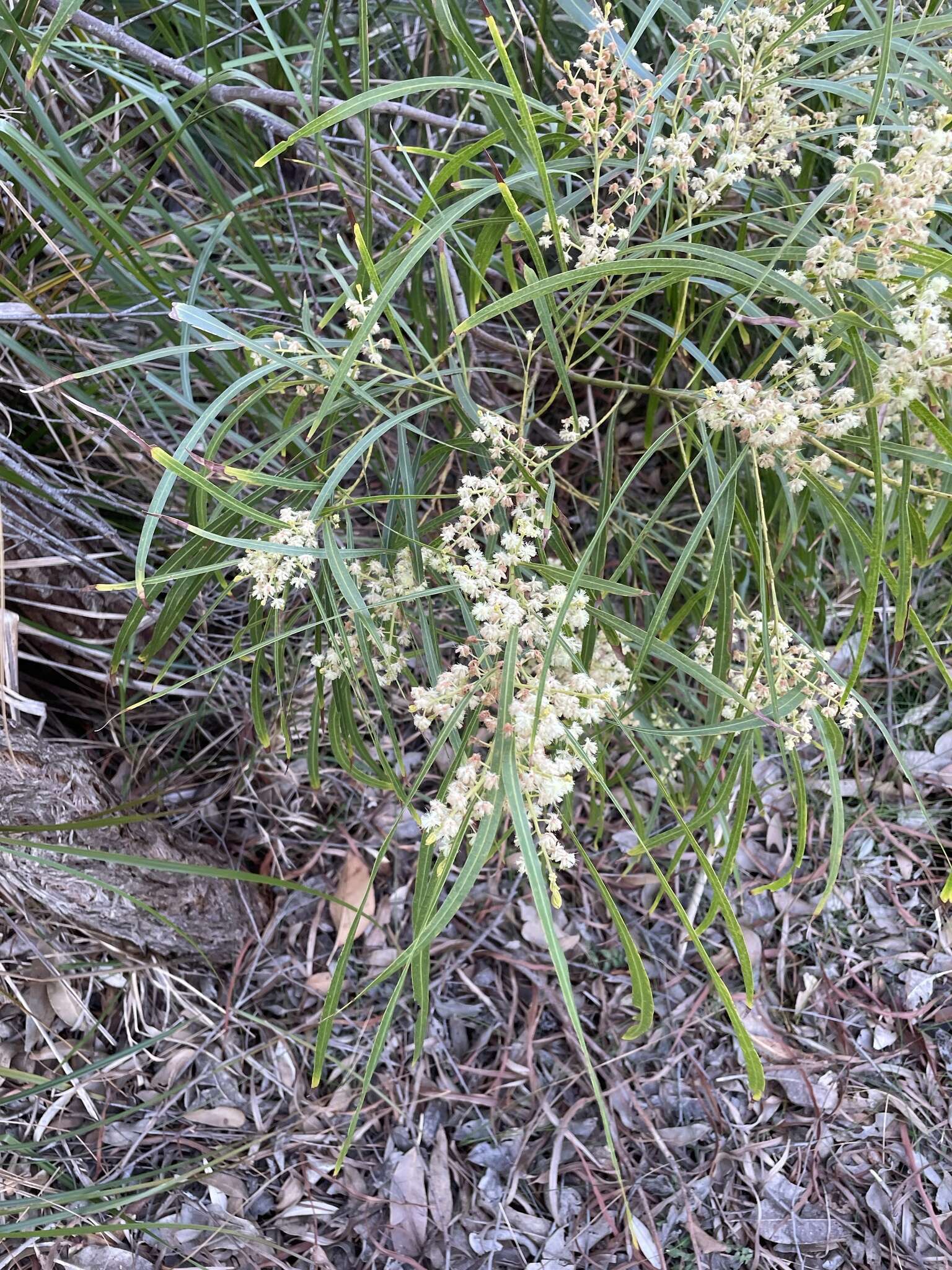 Acacia mabellae Maiden的圖片