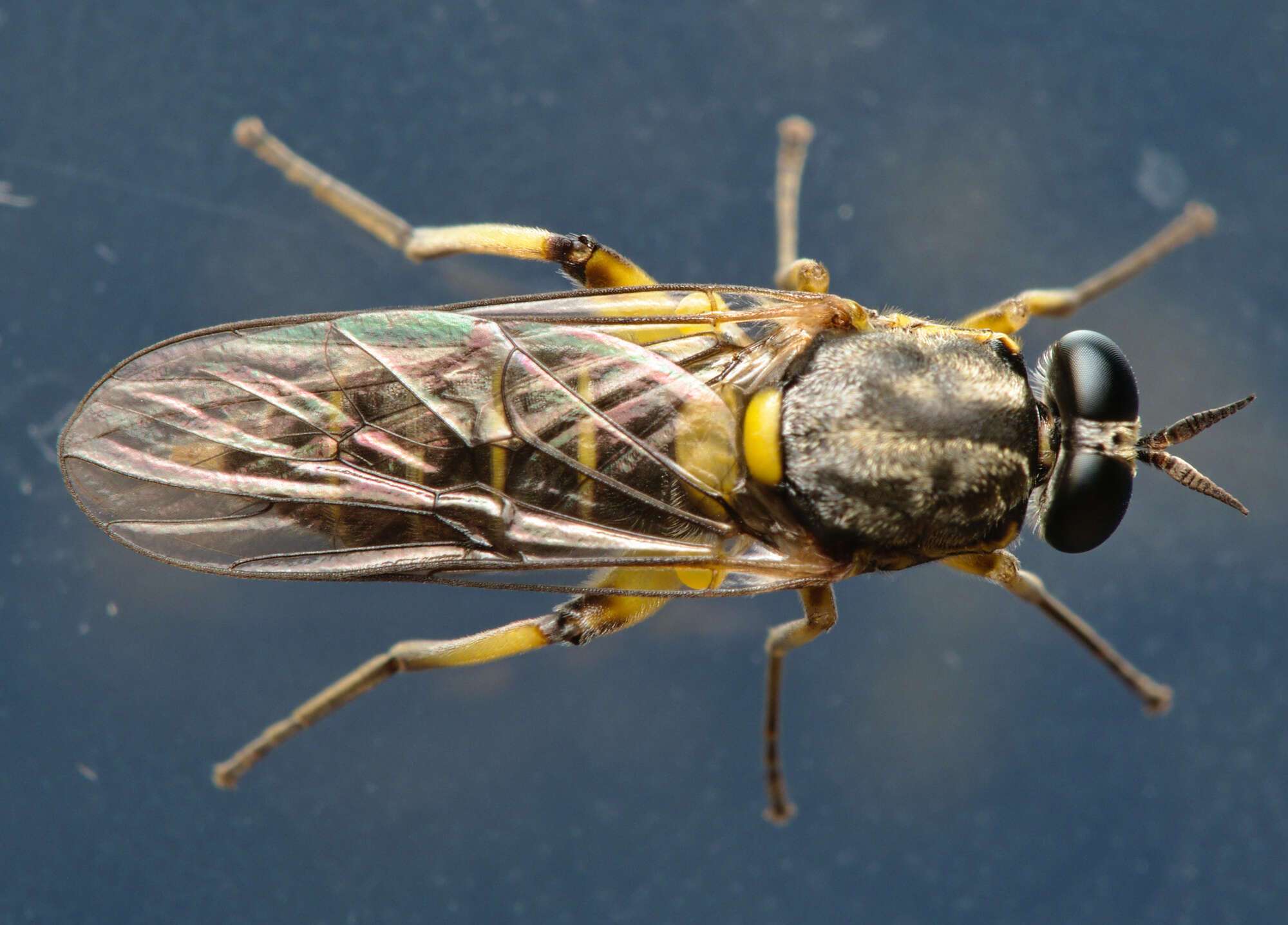 Image of Drab Wood Soldier Fly