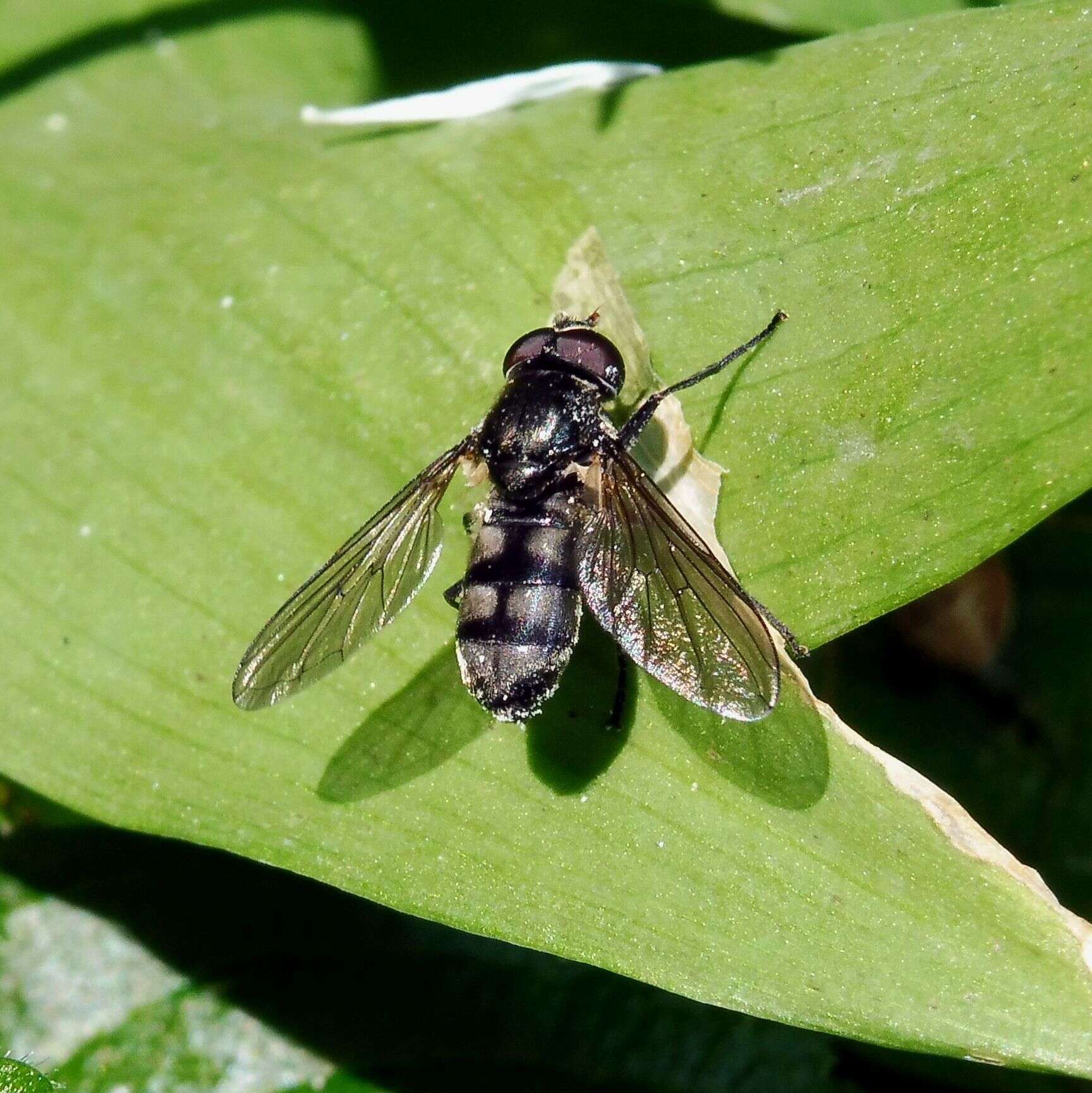 Image of Portevinia maculata (Fallen 1817)