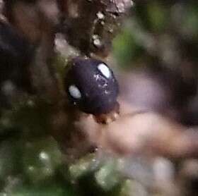 Image of Globular springtail