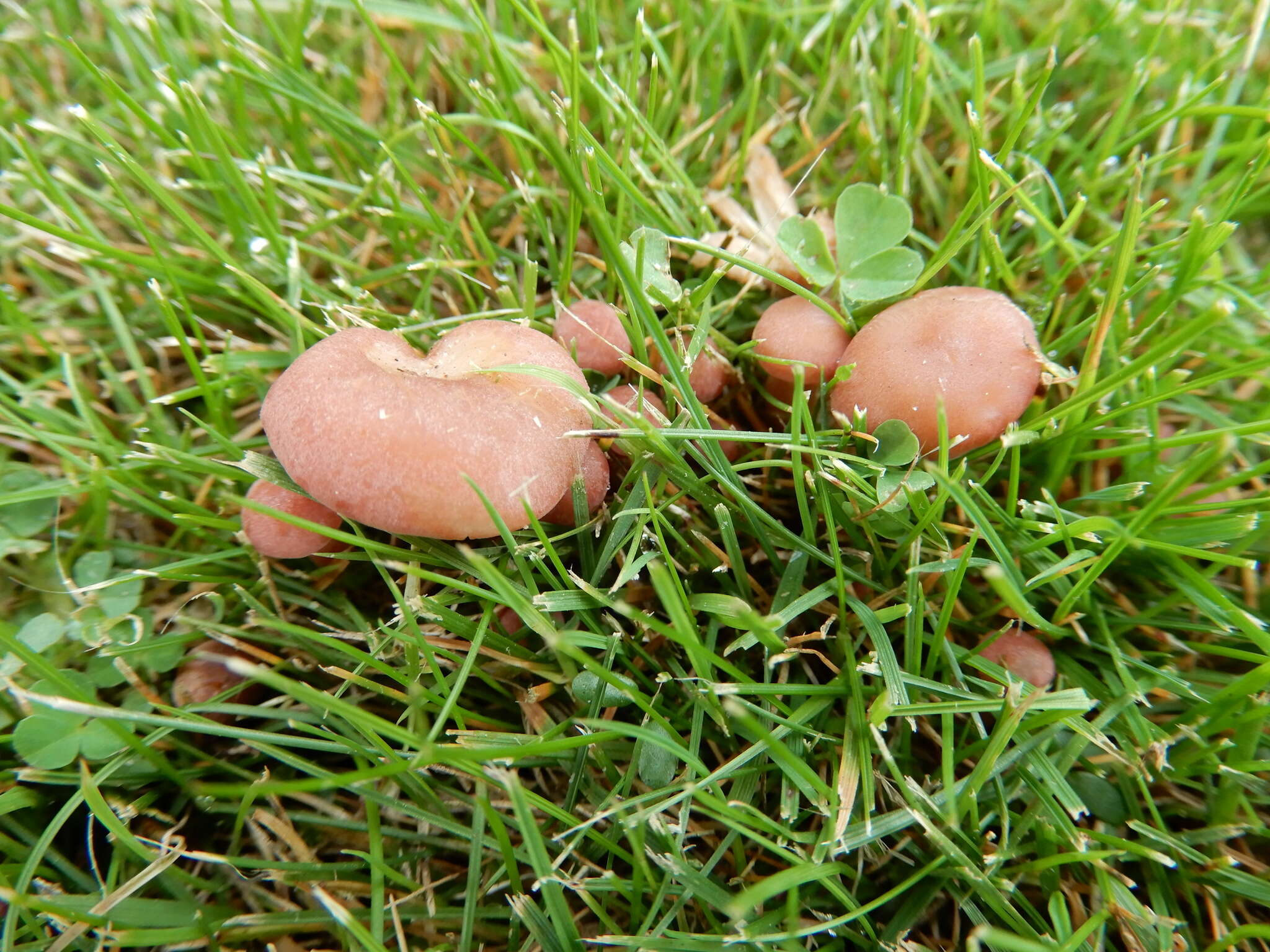 Image of Calocybe carnea (Bull.) Donk