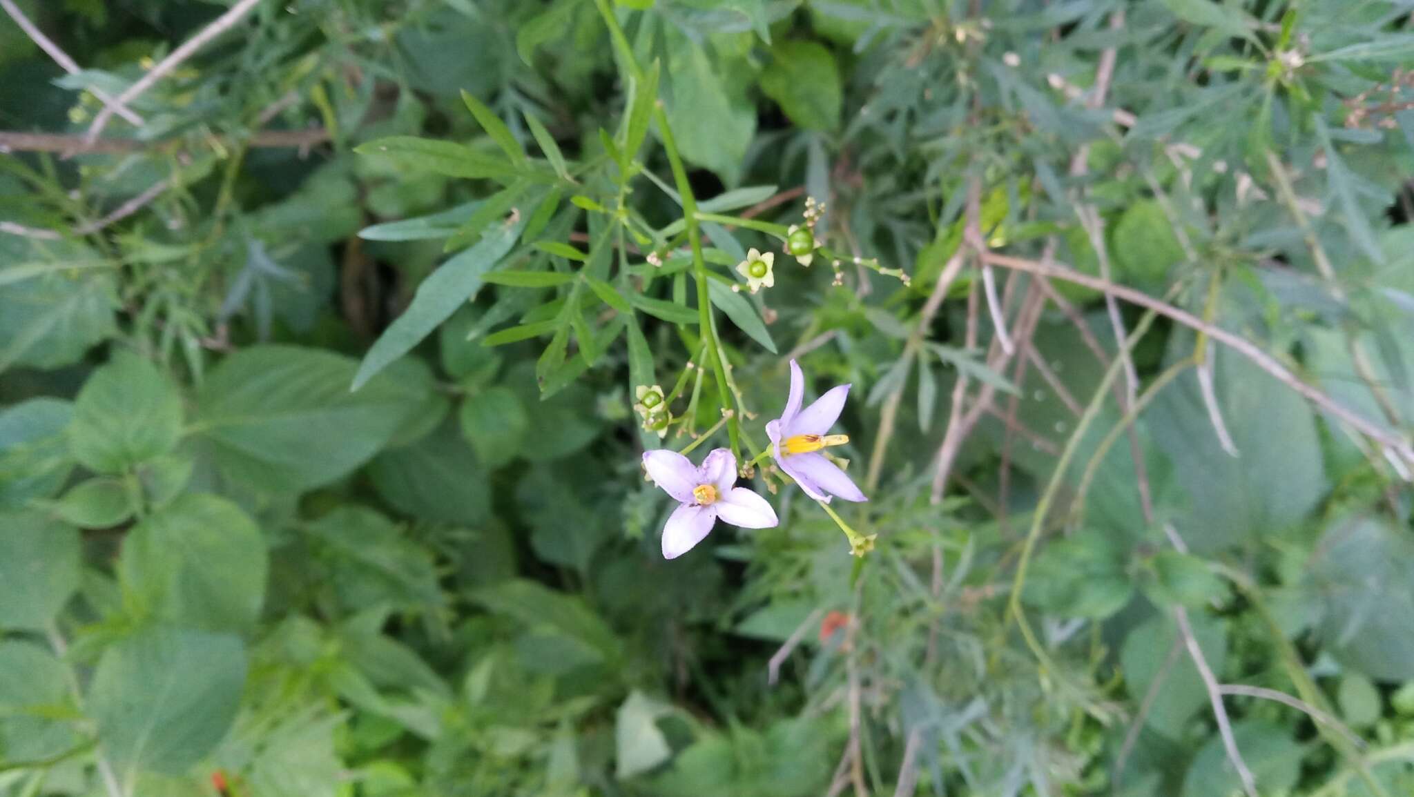 Слика од Solanum angustifidum Bitter