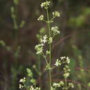 Plancia ëd Galium lucidum subsp. fruticescens (Cav.) O. Bolòs & Vigo