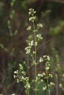 Plancia ëd Galium lucidum subsp. fruticescens (Cav.) O. Bolòs & Vigo