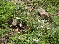 Imagem de Mandevilla hypoleuca (Benth.) Pichon