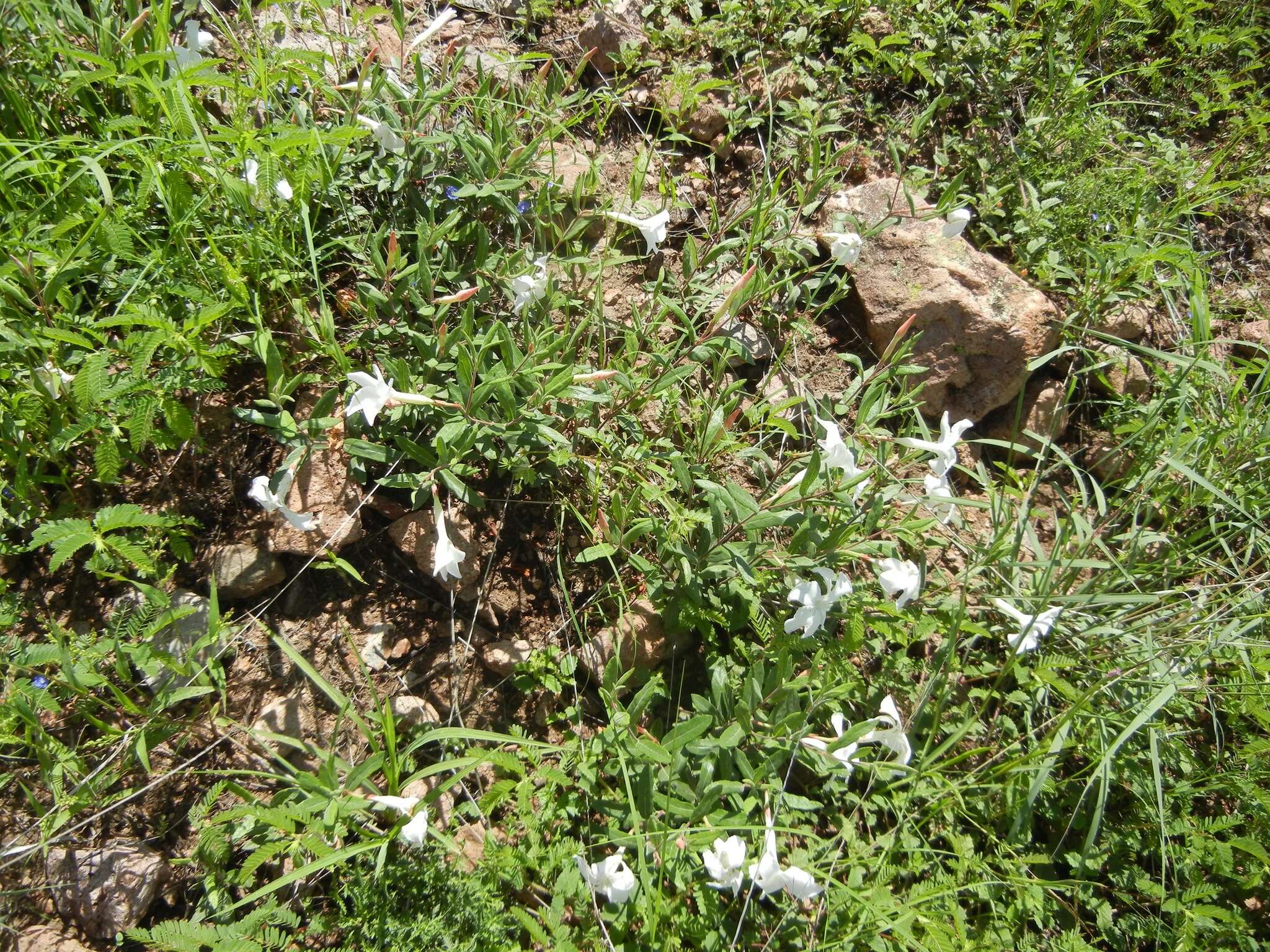 Imagem de Mandevilla hypoleuca (Benth.) Pichon