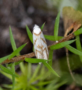 Image of Oxythecta acceptella Walker 1864