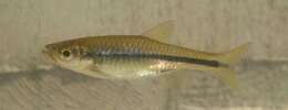 Image of Chinese rasbora