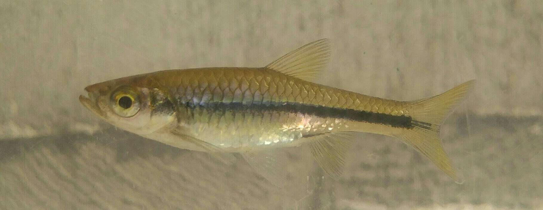 Image of Chinese rasbora