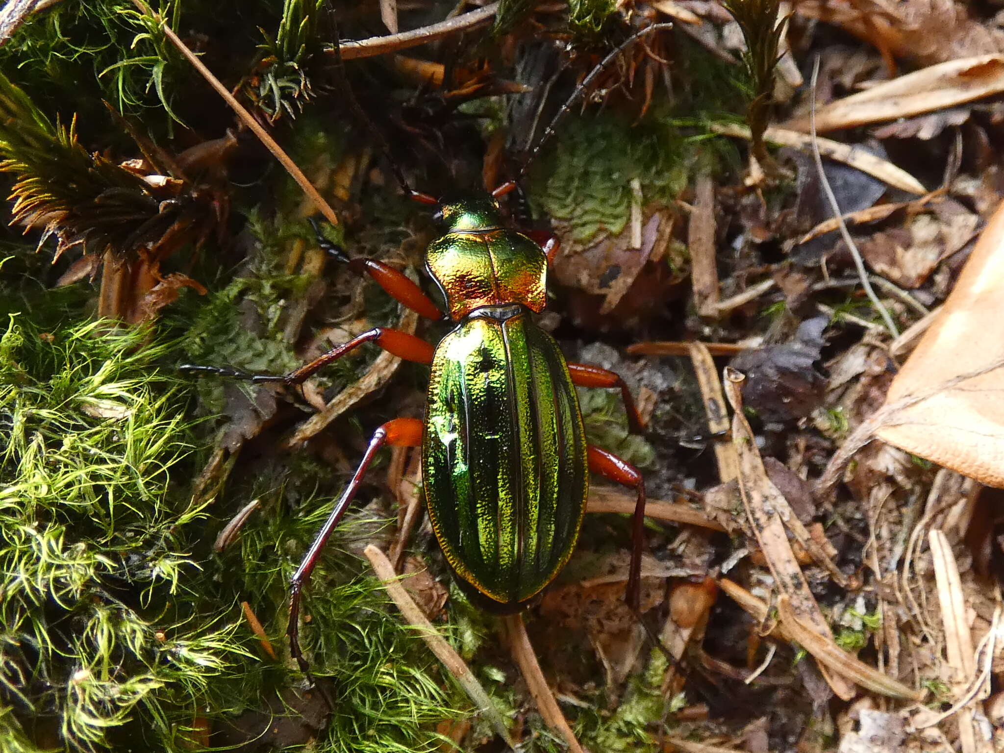 Carabus (Chrysocarabus) auronitens Fabricius 1792 resmi