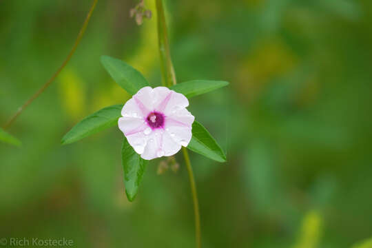 Sivun <i>Ipomoea heptaphylla</i> kuva