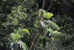 Image de Melianthus major L.