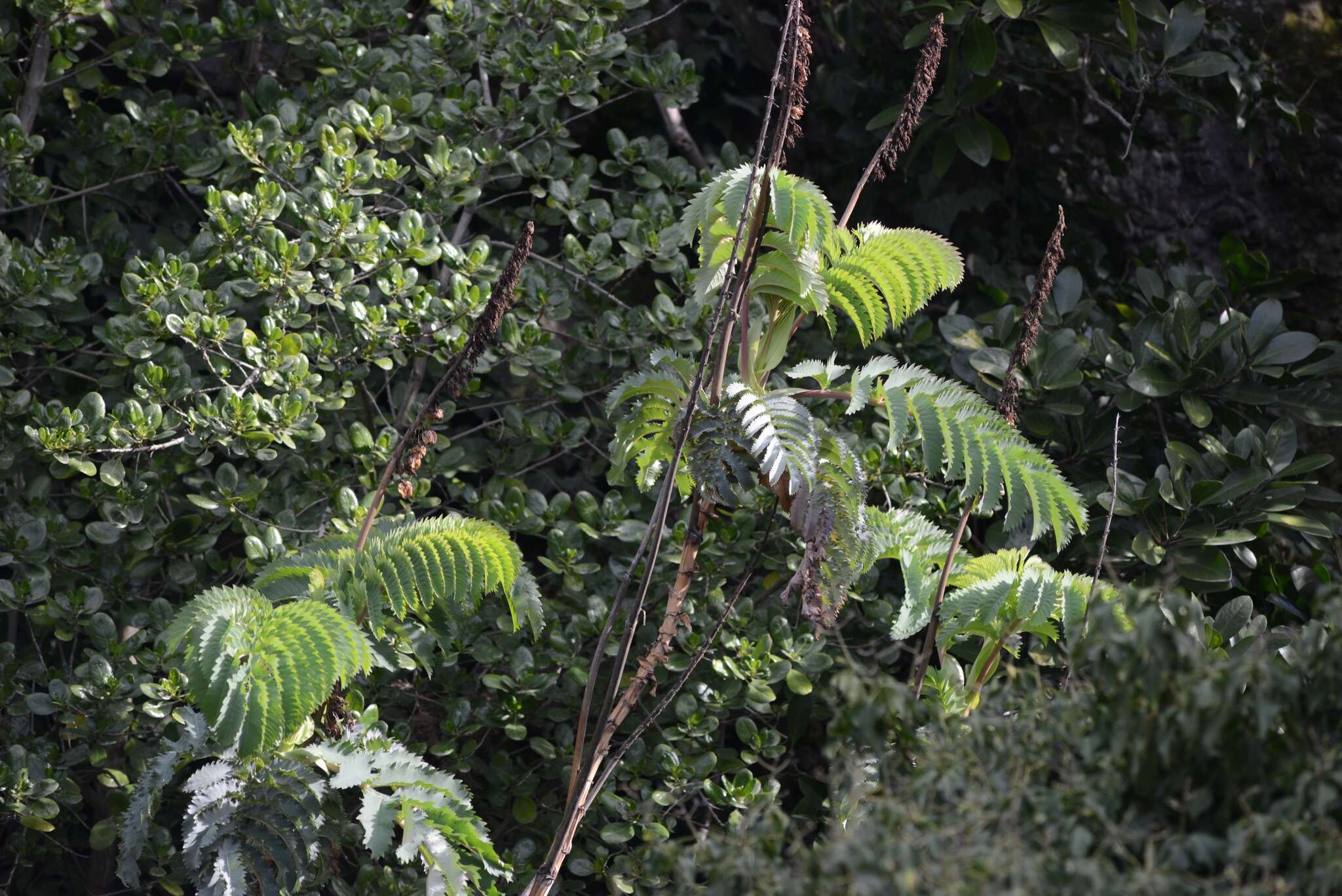 Image of Honey Bush