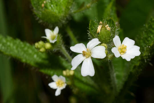 Sivun Caperonia linearifolia A. St.-Hil. kuva