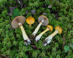 Imagem de Cortinarius delibutus Fr. 1838