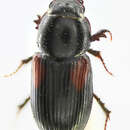 صورة Nialus varians (Duftschmid 1805)