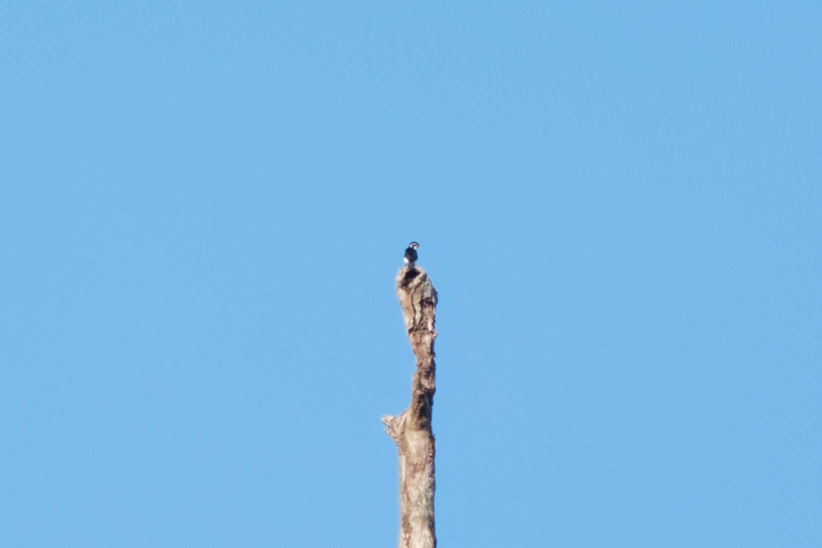 Image of Pied Falconet