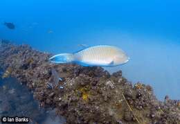 Image of Blue Trim Parrotfish
