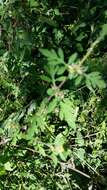 Image of annual ragweed