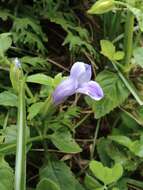 صورة Torenia asiatica L.