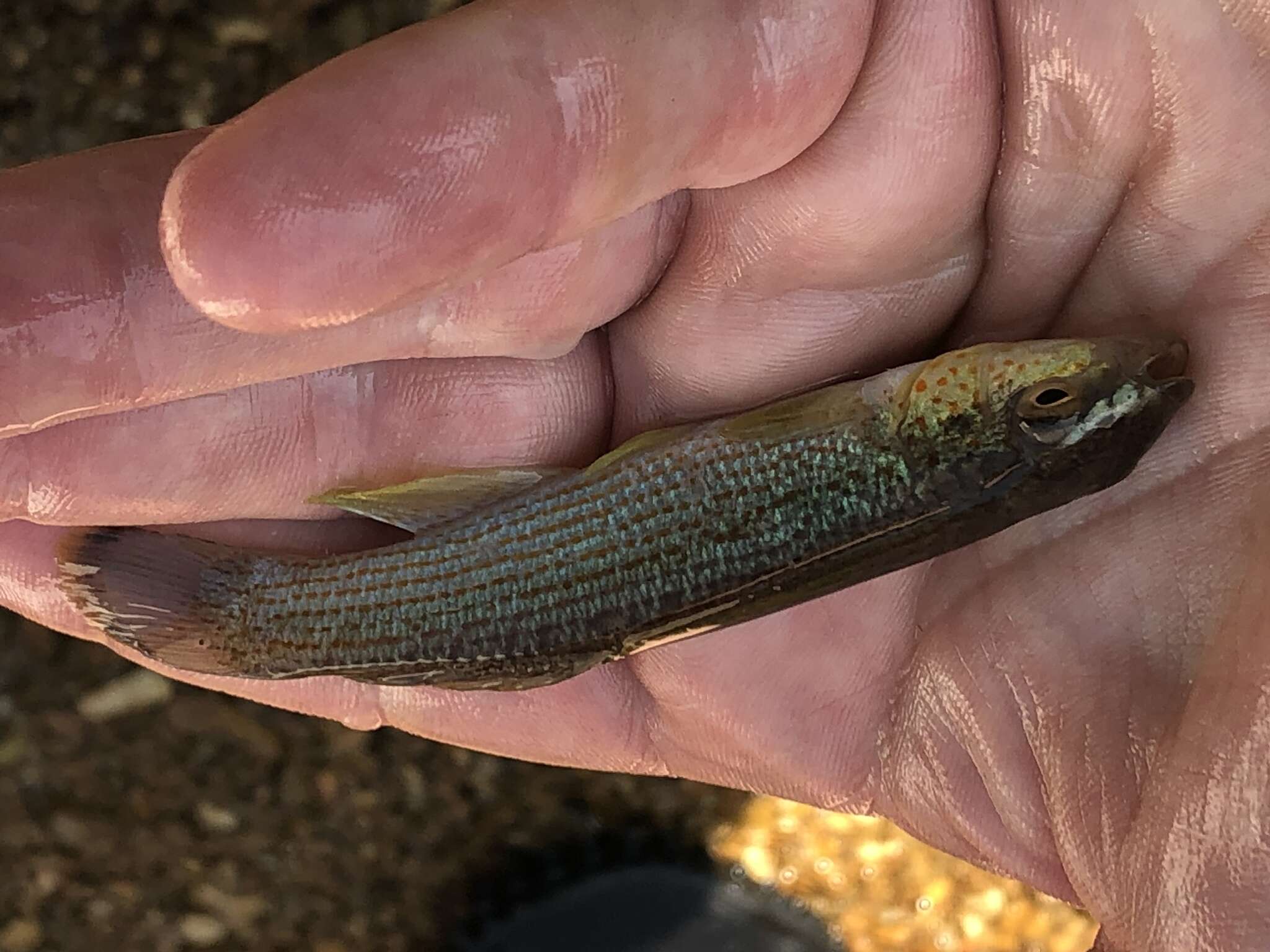 Image of Northern Studfish