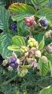 Image of Dewberry