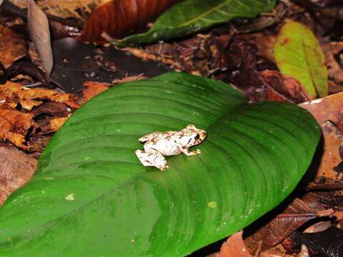 Image of Pristimantis ockendeni (Boulenger 1912)