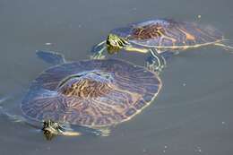 Image of Peninsula Cooter