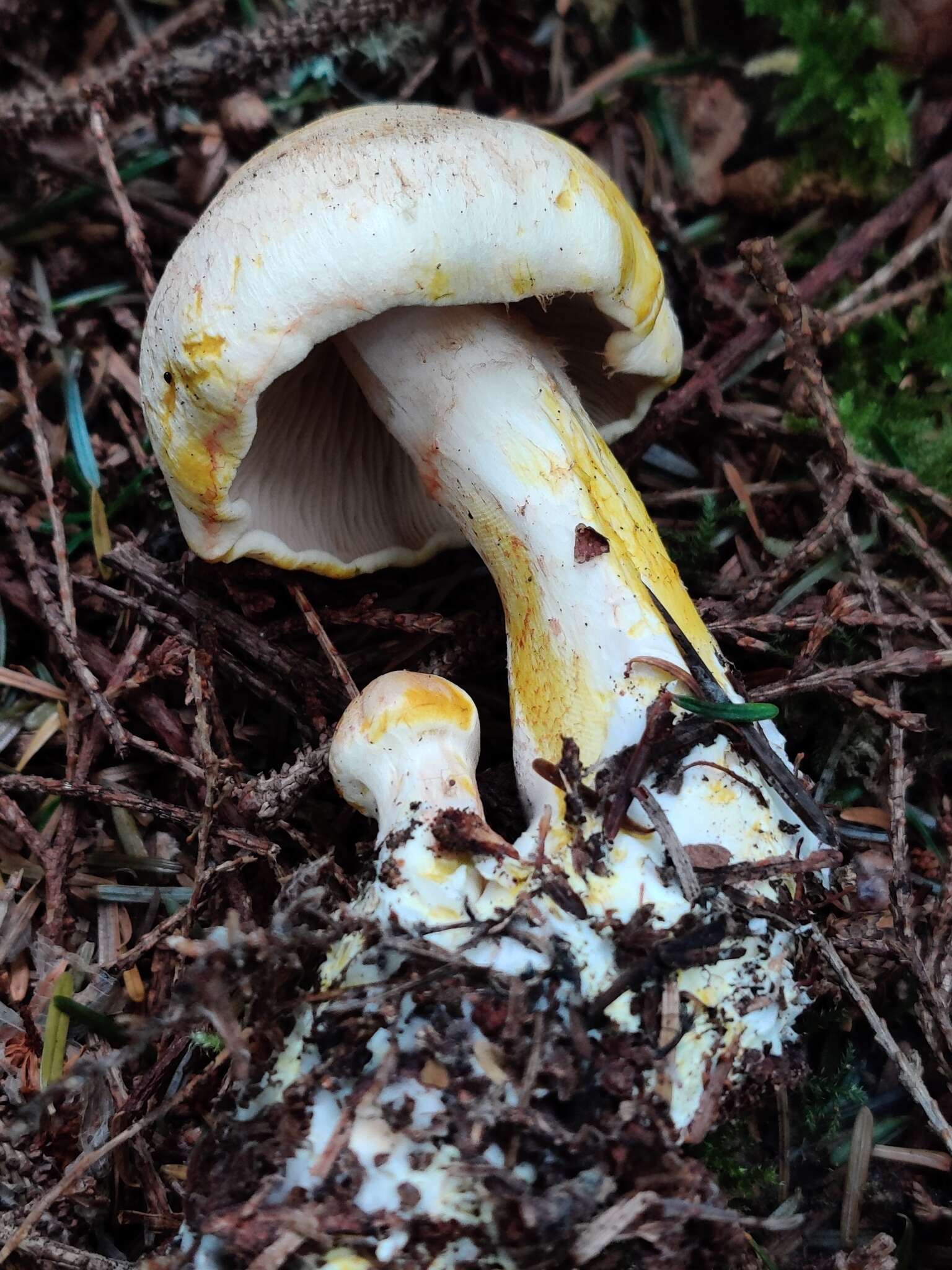 Imagem de Cortinarius rubicundulus (Rea) A. Pearson 1946