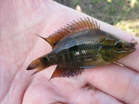 Image of Trichromis