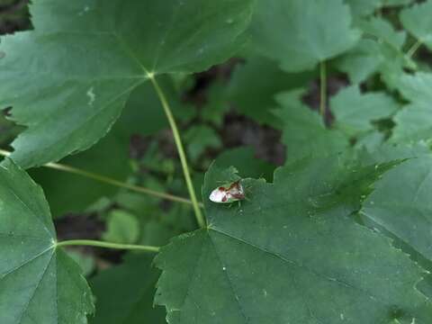 Image of Red-Cross Shield Bug