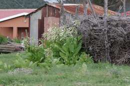 Image of South American tobacco