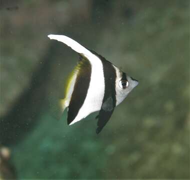 Image of Bannerfish