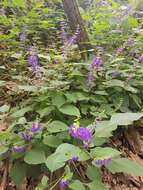 Image of Salvia longispicata M. Martens & Galeotti