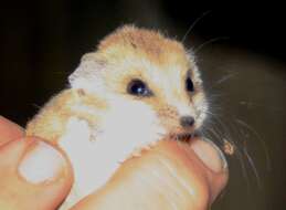 Image of Fat-tailed Dunnart