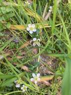 Image of Lobb's Water-Crowfoot