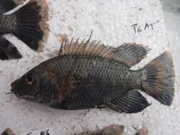 Image of Redeye tilapia