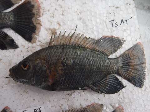 Imagem de Oreochromis urolepis (Norman 1922)