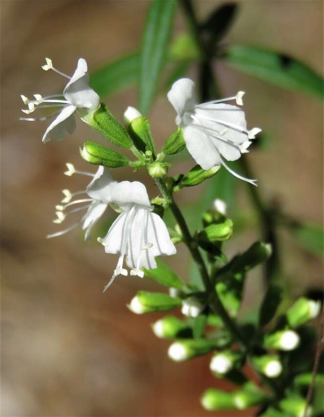 Image of Florida balm