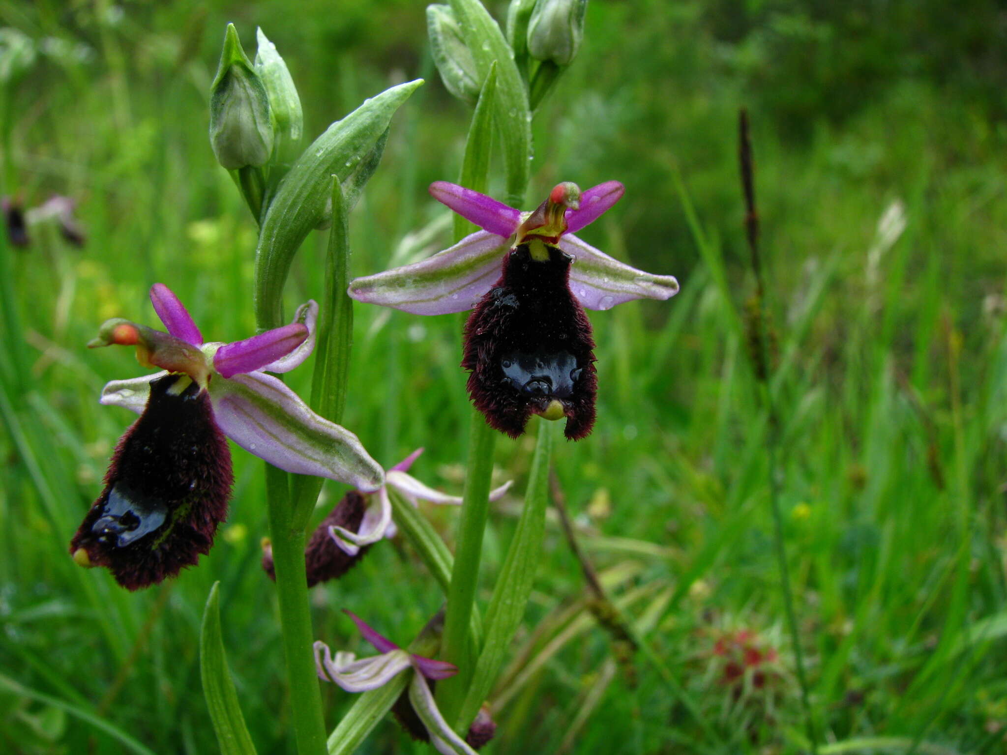 Image of Bertoloni's Ophrys