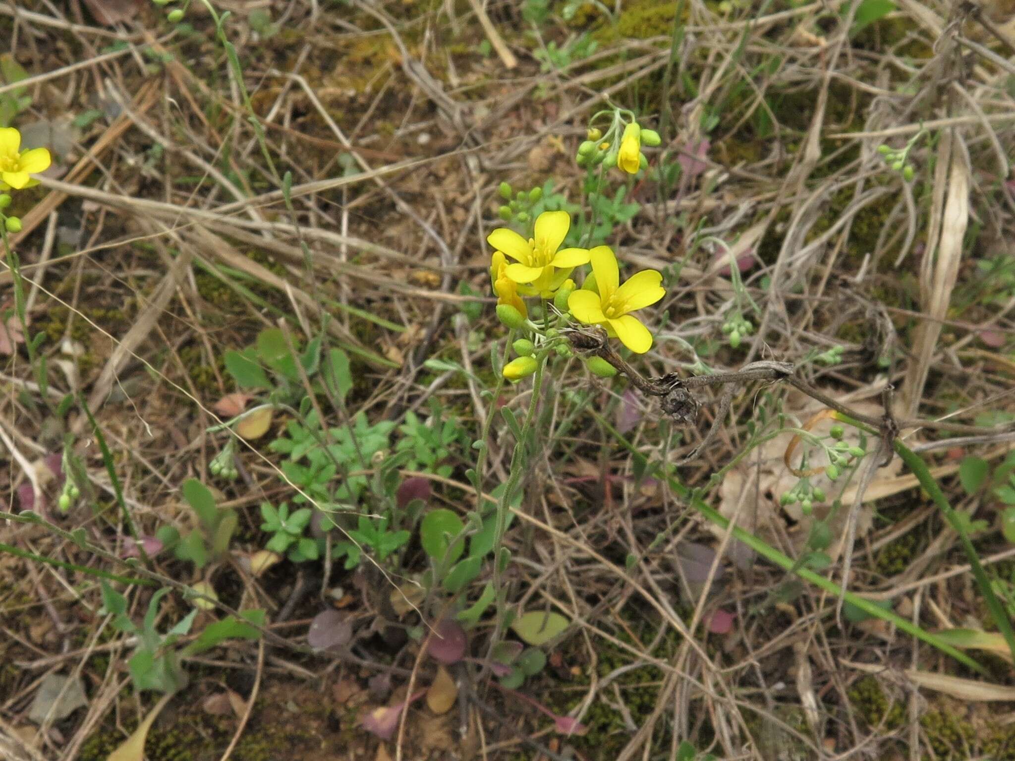 Image of Missouri bladderpod