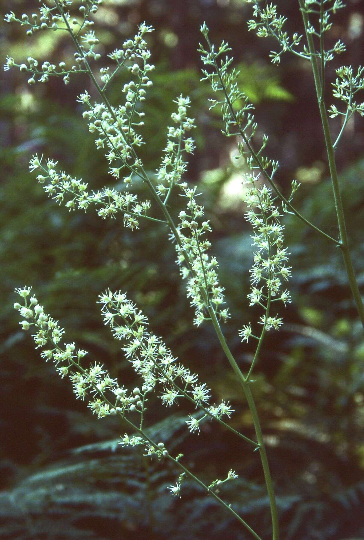 Image de Actaea laciniata (S. Wats.) J. Compton