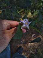 Image de Solanum stelligerum Sm.