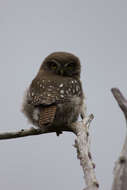 Image of Austral Pygmy Owl