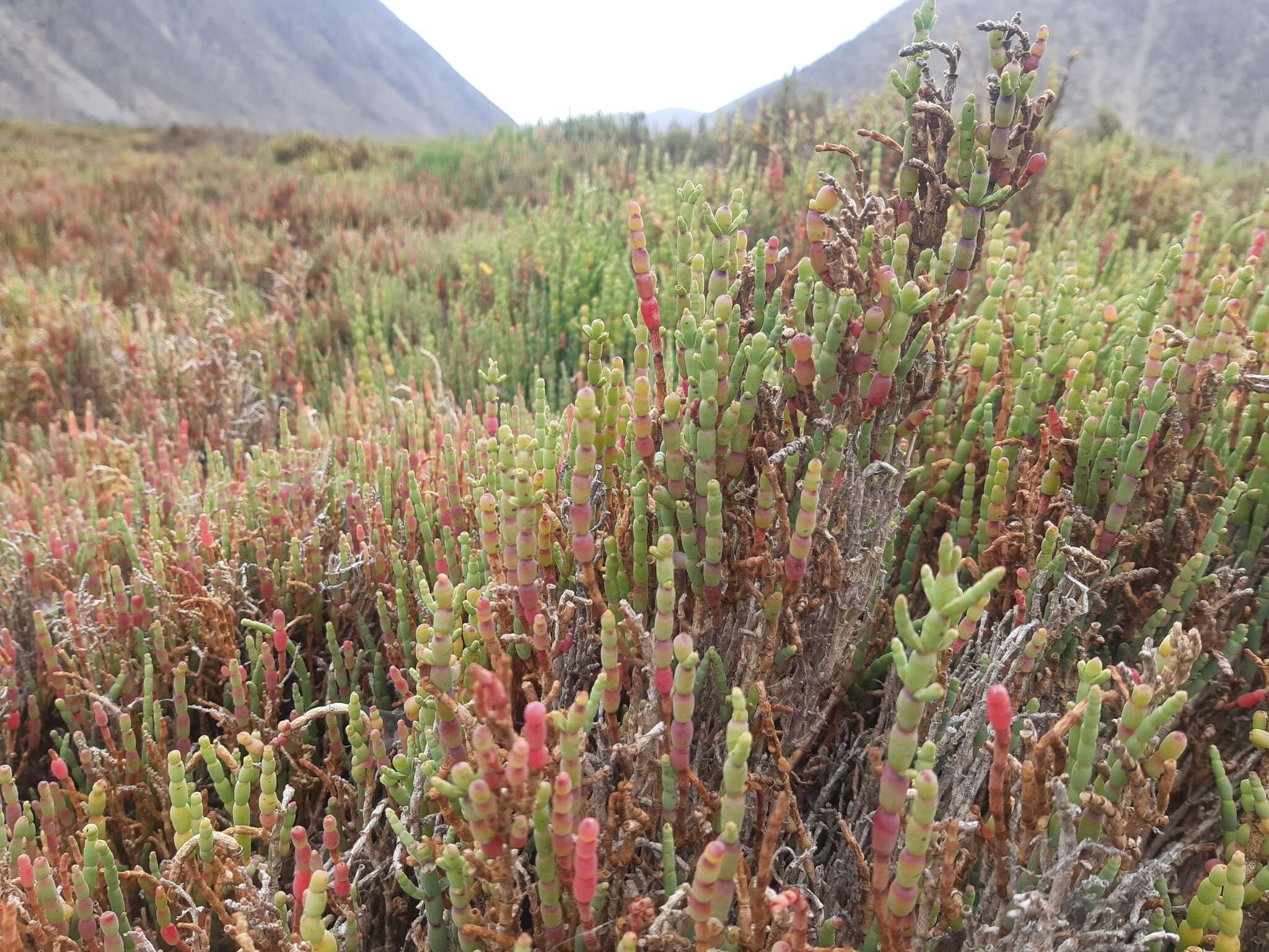 Image of Salicornia neei Lagasca