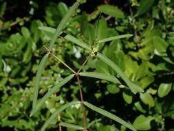 Euphorbia articulata Aubl. resmi